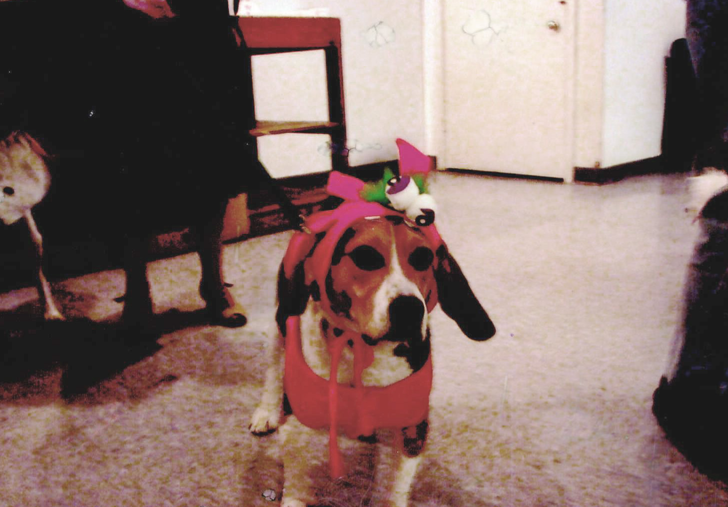 Beagle in Halloween costume